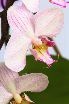 Pink orchid close up view  background. - Image