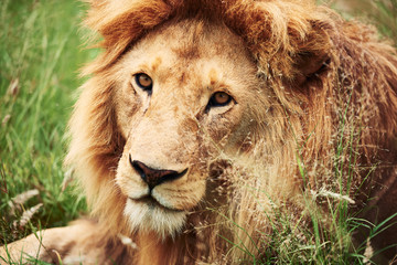 Close up of big lion in Africa