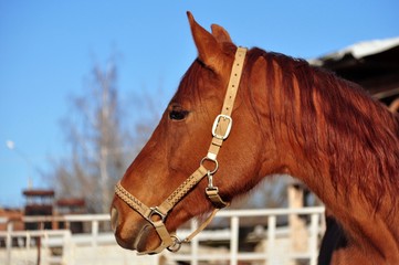 Portrait of a red mare in a half turn