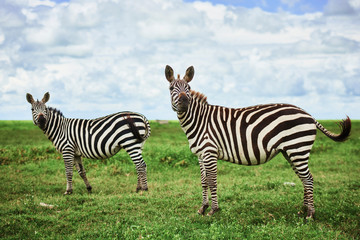 Obraz premium Two beautiful zebras in Africa
