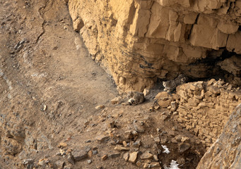Mating Snow leopards pair relaxing near a cave at Kibber, Spiti valley of Himachal Pradesh, India