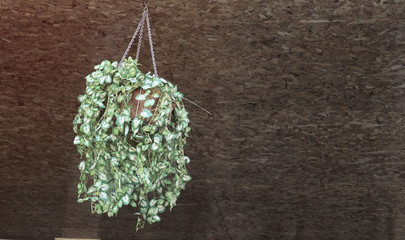 flowers on wooden background