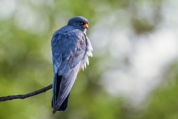 Red-footed Kestrel - Falco vespertinus, beautiful Kestrel from South European forests and woodlands, Hungary.