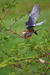 Red-footed Kestrel - Falco vespertinus, beautiful Kestrel from South European forests and woodlands, Hungary.