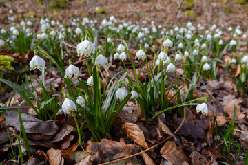 Frühlingsknotenblumen im Wald