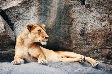 Naklejka na ściany i meble Lioness resting on the rock