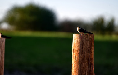 bird on a pole by the lake