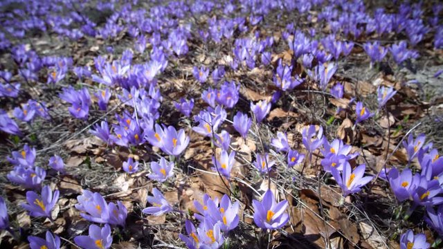 blooming saffron flowers on the green meadow
