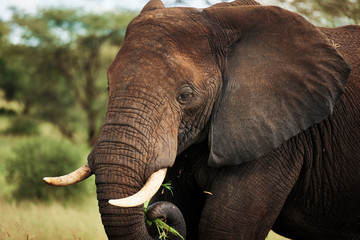 Naklejka na ściany i meble Close up of elephant in Africa