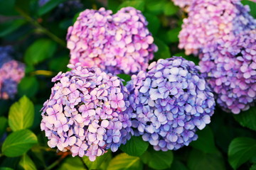 アジサイの季節