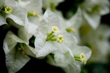 Obraz premium white bougainvillea