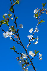 Spring cherry blossom on a sunny day in the background of a blue sky