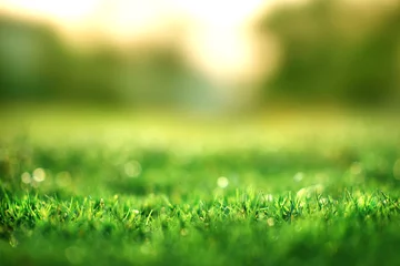 Foto auf Acrylglas Gras Frühlings- und Naturhintergrundkonzept, grüne Grasfläche der Nahaufnahme mit unscharfem Park und Sonnenlicht.
