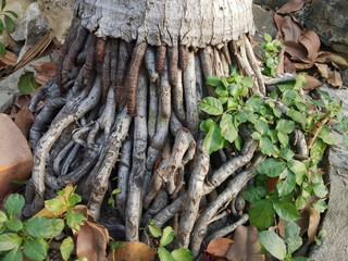 Roots of palm tree texture background.