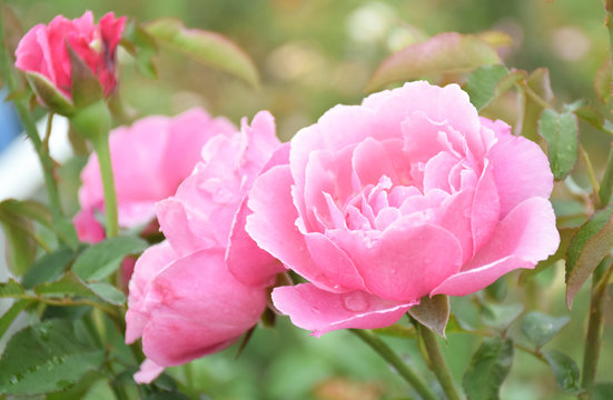 Beautiful pink roses in garden