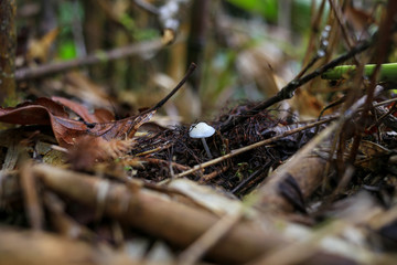 White mushroom on the bushes