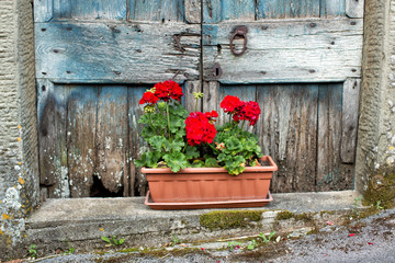 Fototapeta na wymiar Tub of red carnations