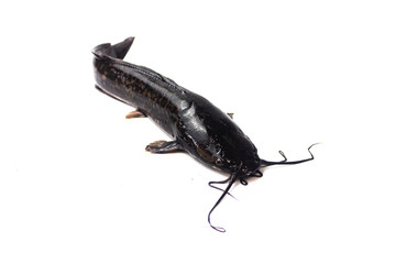 African catfish isolated on white backgound