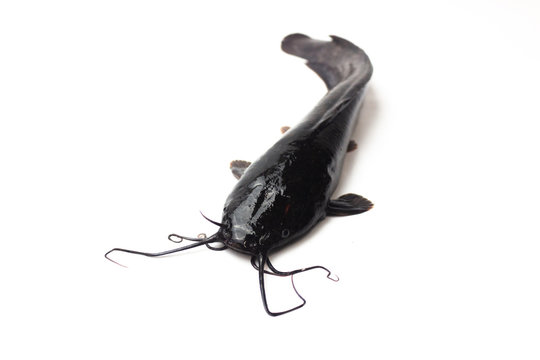 African catfish isolated on white backgound