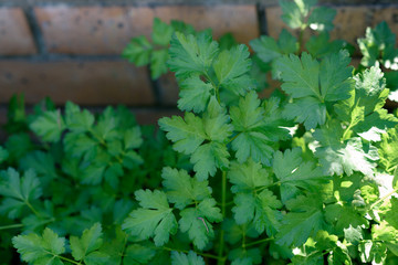 Parsley. Green leafy plant. Seasoning for cooking. Healthy concept.