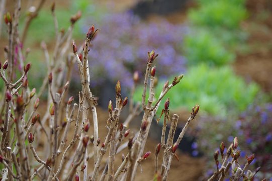 2 064 件の最適な アジサイの新芽 画像 ストック写真 ベクター Adobe Stock