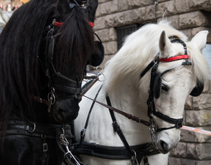 Horse parade at the party of the three tombs in Igualada, Barcelona