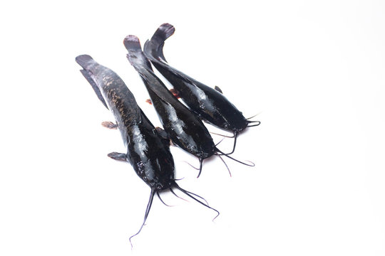 African catfish isolated on white backgound