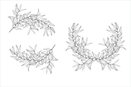 Hand drawn olive frame and wreath made in vector. Beautiful design element, perfect for greeting or invitation cards.