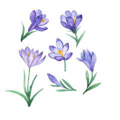 Set of lilac spring crocus flowers and green leaves isolated on white background. Hand drawn watercolor illustration.