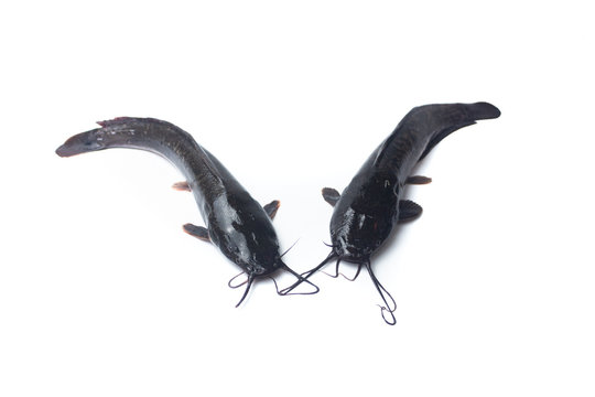 African catfish isolated on white backgound