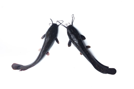 African catfish isolated on white backgound
