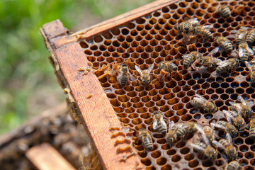 Working bees in a hive on honeycomb. Close up view of the working bees on honeycomb. .