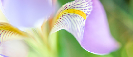 Bannière de pétales de fleurs d'iris violet et fond vert flou avec espace texte © Quéméner Valérie