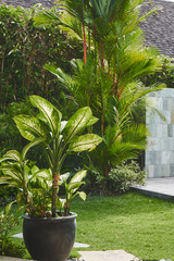 Green plants in interior design