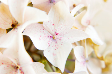 Fototapeta na wymiar Fleur d'hortensia blanc et rose pâle centré