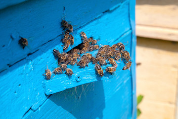 Swarming bees at the entrance of old beehive in apiary..
