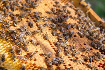 Working bees in a hive on honeycomb. Bees inside hive with sealed and open cells for their young..