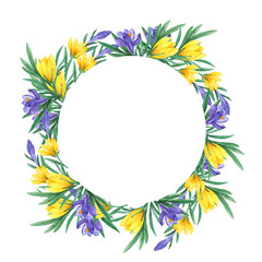 Spring yellow and lilac crocus flowers and green leaves frame isolated on white background. Hand drawn watercolor illustration.