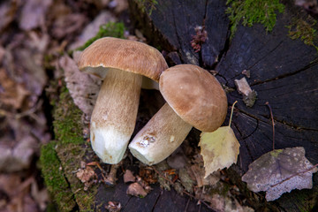 Several boletus mushroom in the wild. Porcini mushroom (Boletus aereus) on old fungy hemp in forest at autumn season..