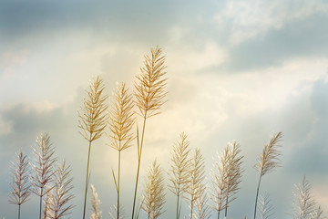 Kans Grass, saccharum spontaneum, Saccharum spontaneum flower on cloudy sky background, golden kans grass