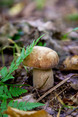 Single Boletus mushroom in the wild. Porcini mushroom grows on the forest floor at autumn season..
