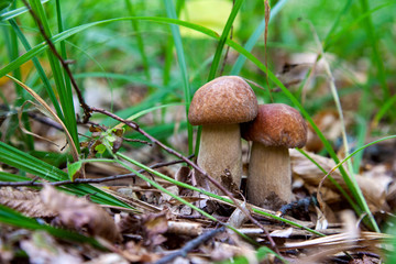 Mushroom family of boletus mushroom in the wild. Porcini mushroom grows on the forest floor at autumn season..