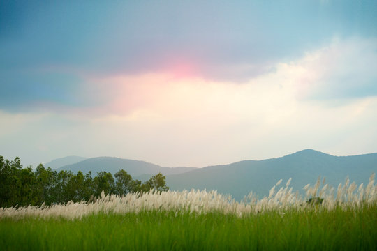 Kans Grass, saccharum spontaneum, Saccharum spontaneum, white fluffy flower at sunset in countryside, Thailand