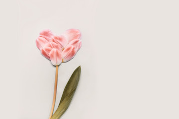 Spring concept heart of tulip petals on a beige background. Tinting color, place for your text.