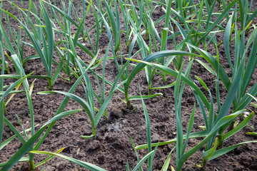 Young green garlic growing in the garden. Spring harvest..