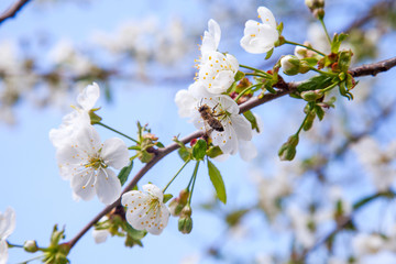 Fototapeta premium Honeybee on white flower of cherry tree collecting pollen and nectar to make sweet honey with medicinal benefits..
