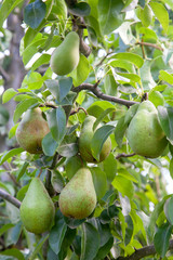Shiny delicious pears hanging from a tree branch in the orchard..