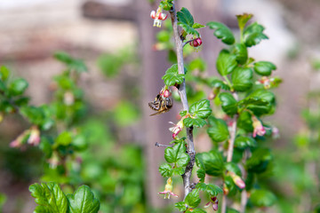 Honeybee on gooseberry bush flower collecting pollen and nectar to make sweet honey with medicinal benefits.
