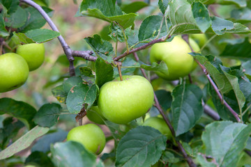 Shiny delicious green apples on a branch ready to be harvested in an apple orchard..