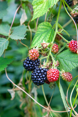 Red and black wild berries of blackberry. Ripening of the blackberries on the blackberry bush in forest..